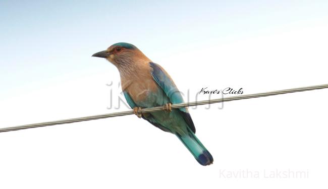 Indian Roller - 