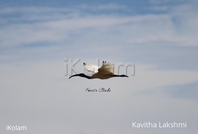Black-headed ibis  - 