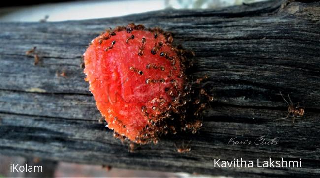 Fire Ants - 