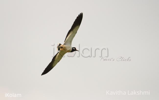Red-Wattled lapwing - 