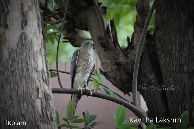 Shikra - 