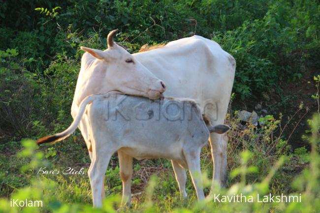 Mother's Day spl - Cow & Calf - 