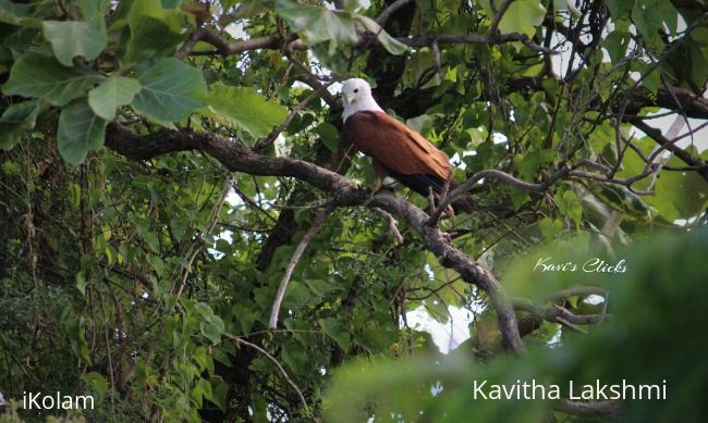 Brahminy kite - 