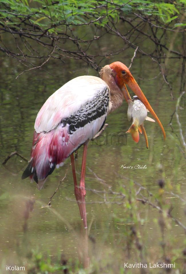 Painted Stork - 