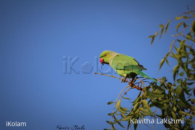 Rose-ringed Parakeet - 