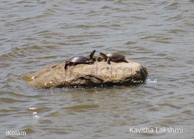 Turtles -