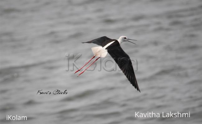 Black-Winged Stilt - 