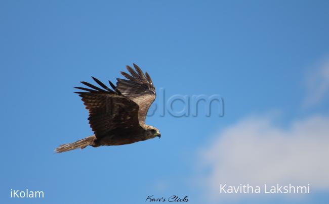 Black Kite - 