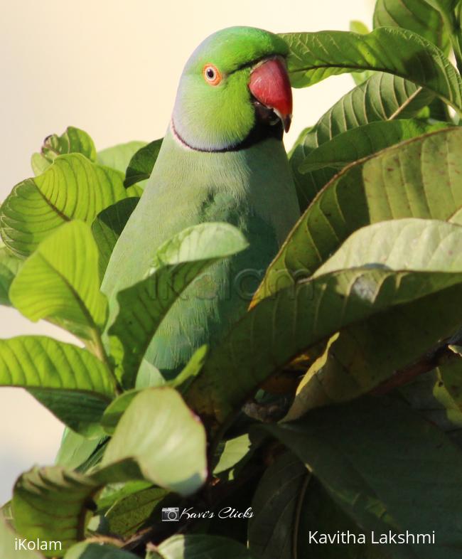 Parrot - 