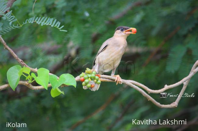 Brahminy Starling - 