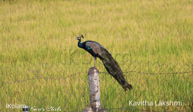 Indian Peafowl - 