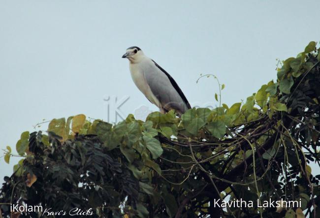 Black Crowned night heron - 