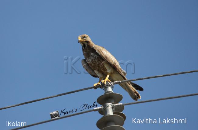 White-eyed buzzard - 