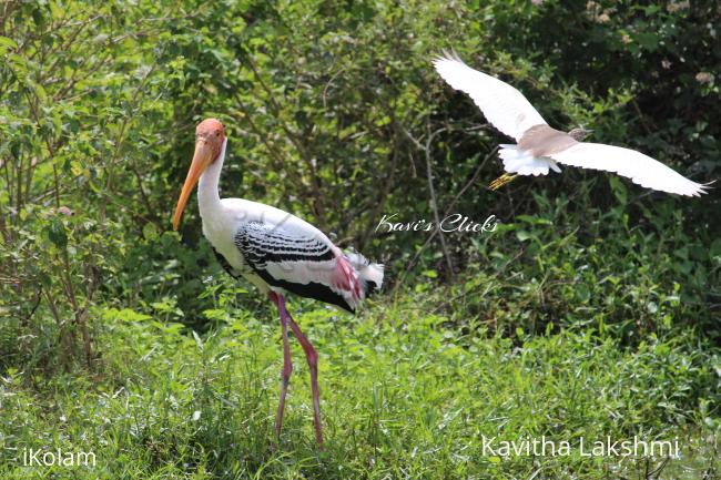Painted Stork & Pond heron - 