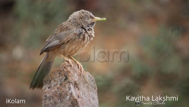 Jungle babbler - 