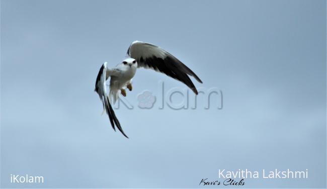 Black-Winged Kite - 