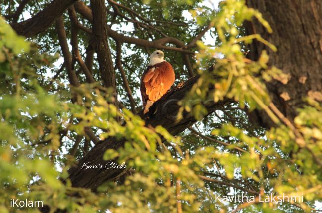 Brahminy Kite -
