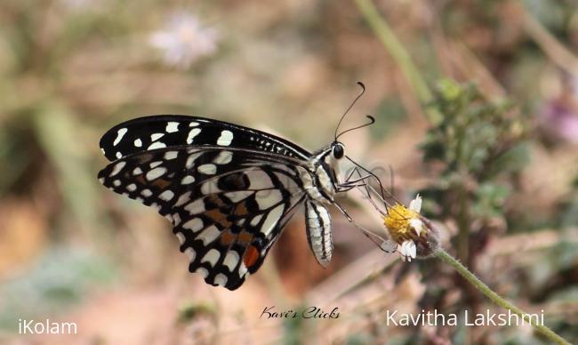 Lime butterfly - 