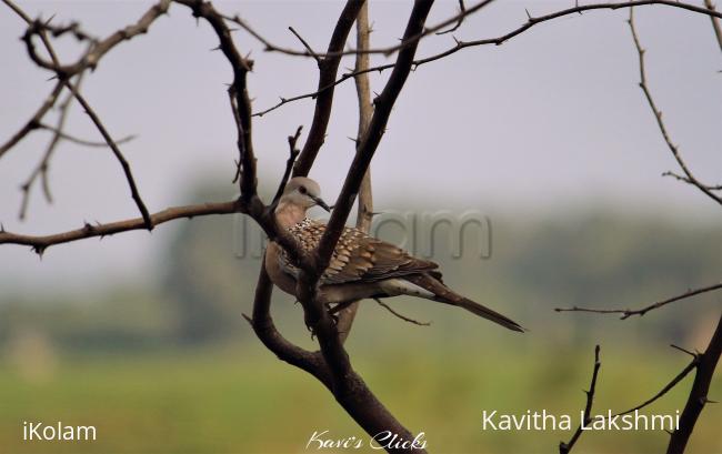 Spotted Dove - 