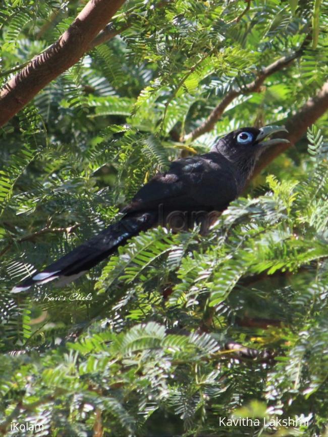Blue-faced malkoha - 