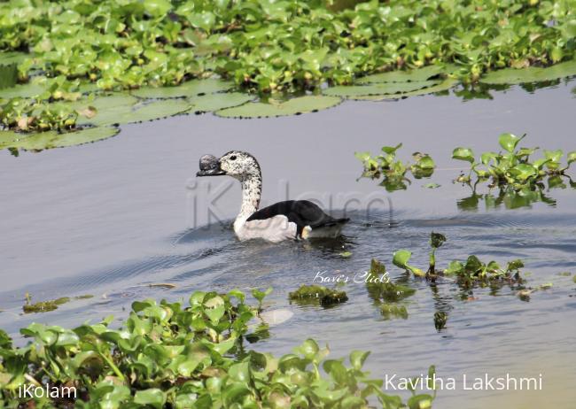 Knob- billed duck - 