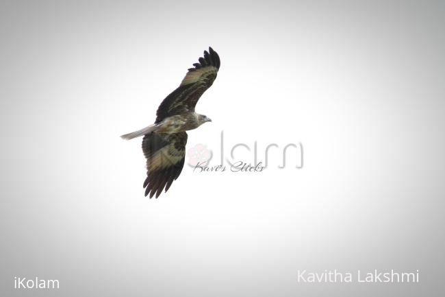Whistling Kite - 