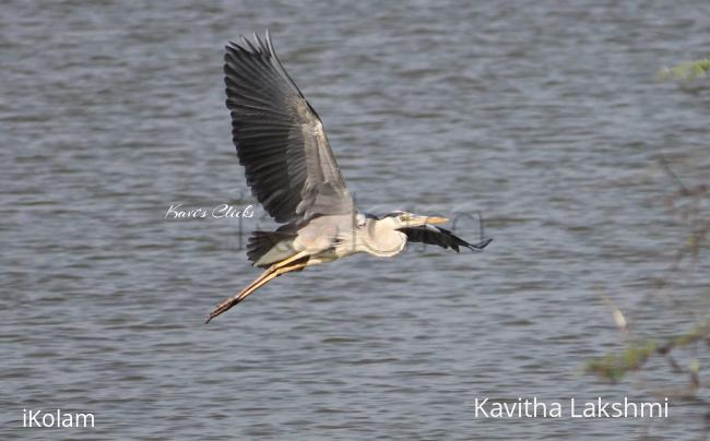 Grey Heron - 