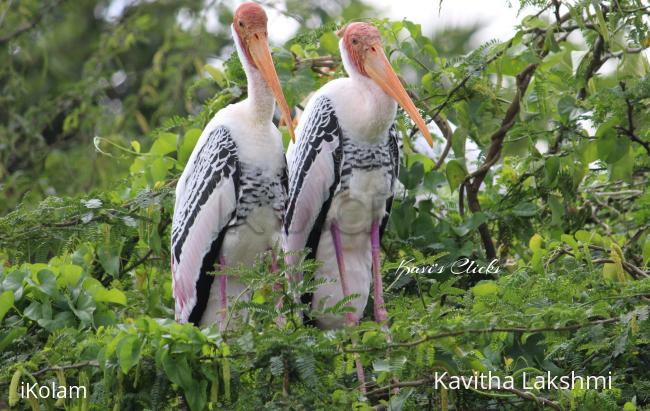 Painted Storks - 