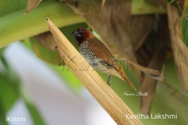 Scaly-breasted Munia - 