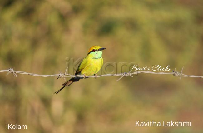 Asian green bee-eater - 
