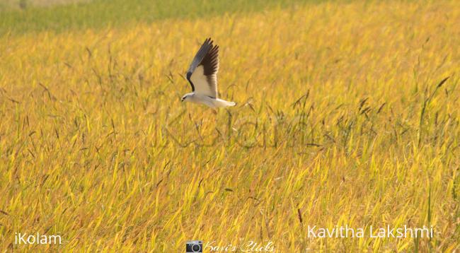 Black-Winged Kite - 