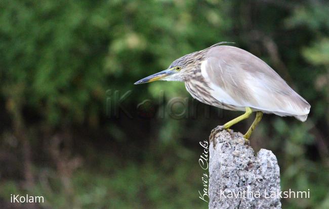 Pond heron - 