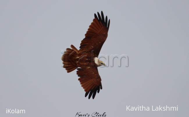 Brahminy Kite - 