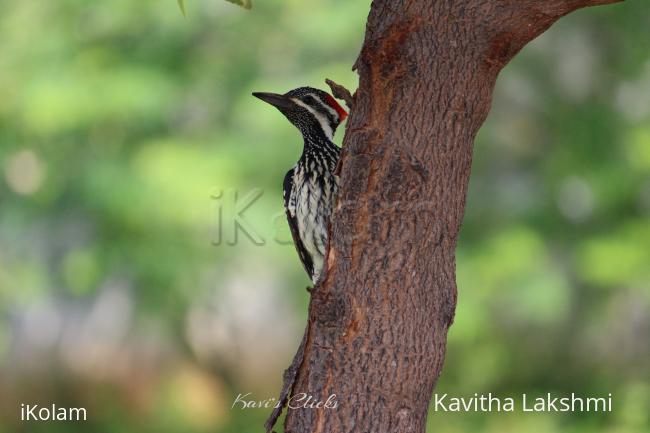 Black-rumped flameback -