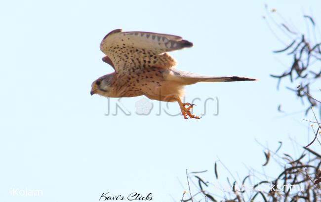 Kestrel - 