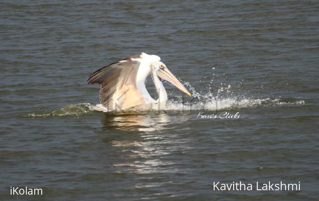 Pelican - 