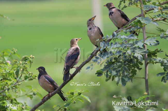 Vinous-breasted Starlings -