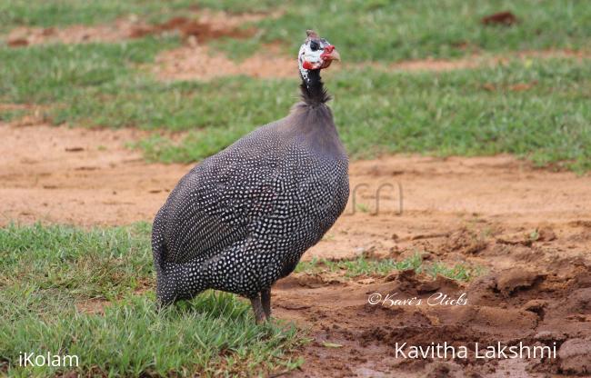 Guineafowl - 