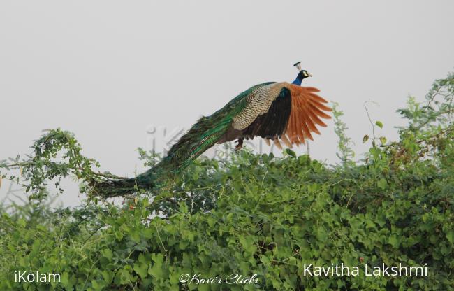 Peacock  - 