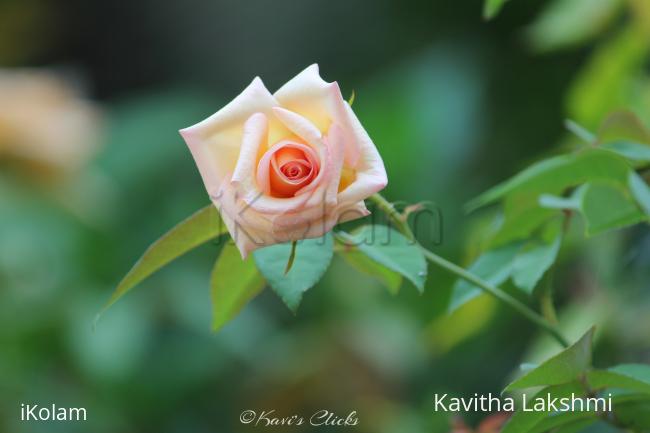 Rose - 