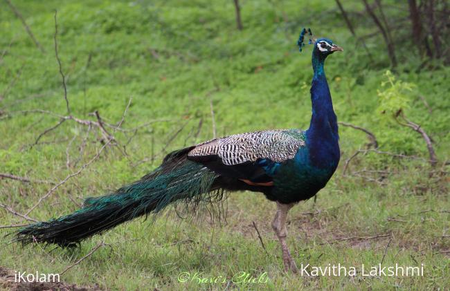 Peacock - 