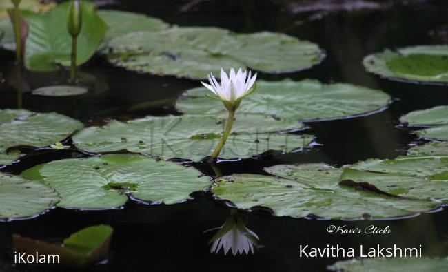 Water lily - 