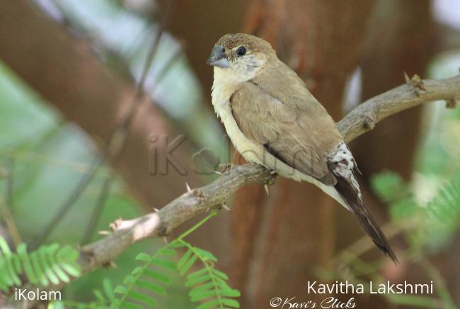 White-throated munia/ Indian Silverbill - 