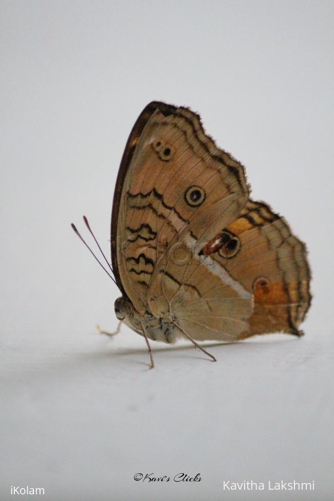 Peacock Pansy butterfly - 