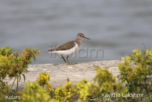 Common sandpiper - 