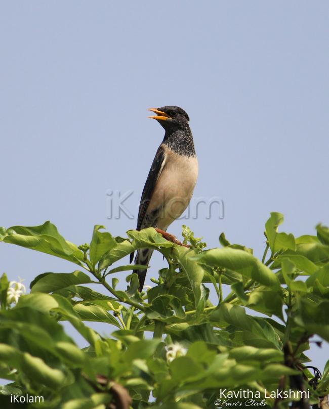 Rosy Starling - 