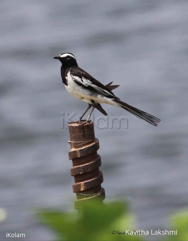 Wagtail -
