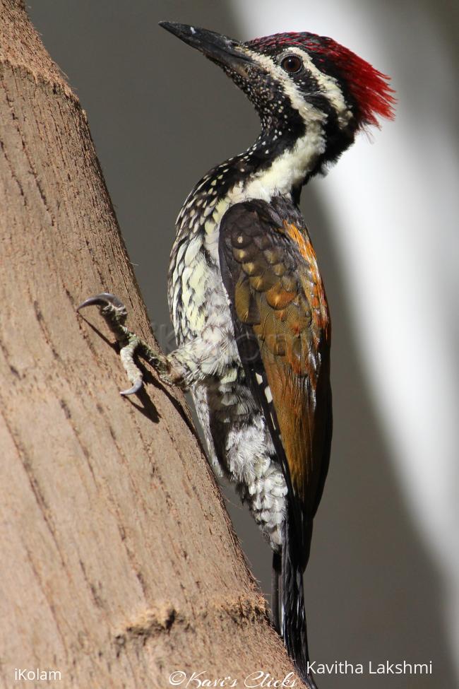 Woodpecker - 
