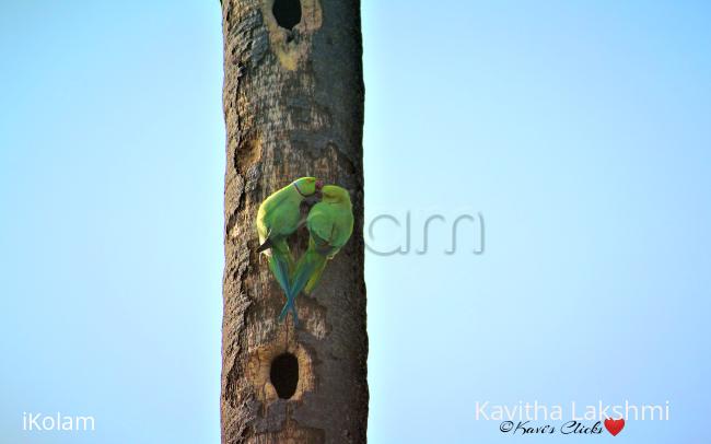 Rose-ringed Parakeets - 