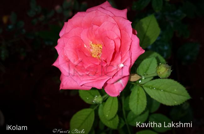 Rose - 